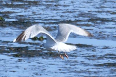 Larus argentatus