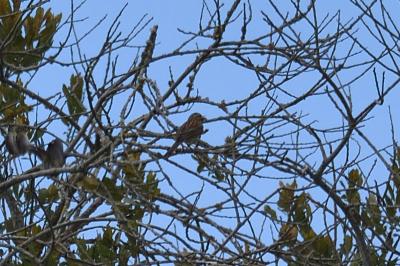 Emberiza cirlus