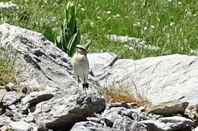 Oenanthe oenanthe