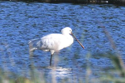 Platalea leucorodia