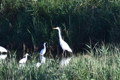 Ardea alba