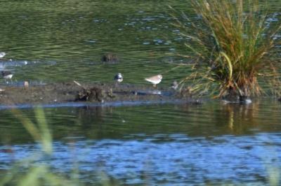 Charadrius dubius