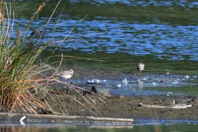 Charadrius dubius