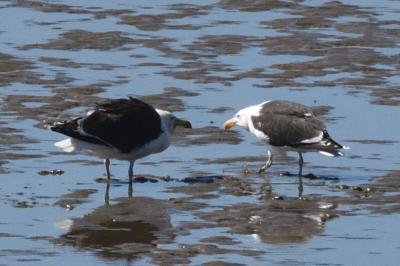 Larus marinus