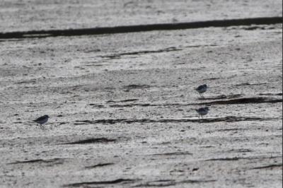 Charadrius alexandrinus