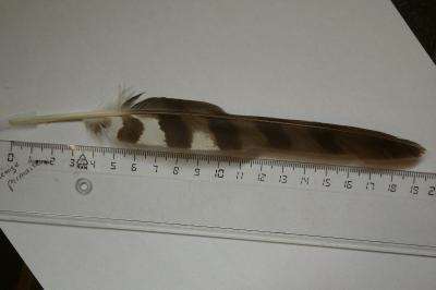 Accipiter nisus