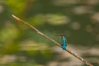 Alcedo atthis