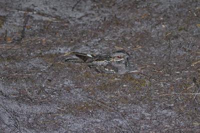 Caprimulgus europaeus
