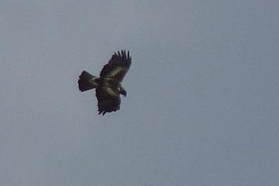 Hieraaetus pennatus