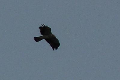 Hieraaetus pennatus