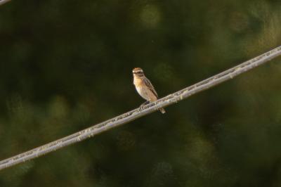 Saxicola rubetra