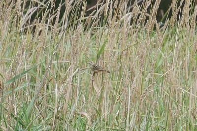 Cisticola juncidis