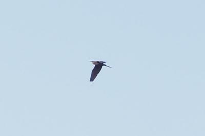 Ardea purpurea