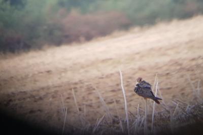 Falco vespertinus