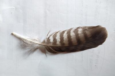 Buteo buteo