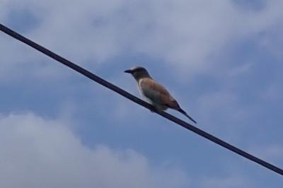 Coracias garrulus