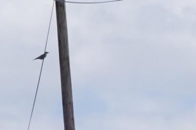 Coracias garrulus