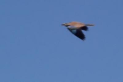 Coracias garrulus