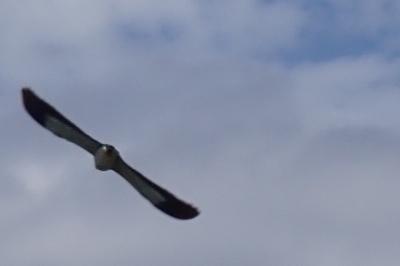 Coracias garrulus