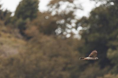 Accipiter nisus