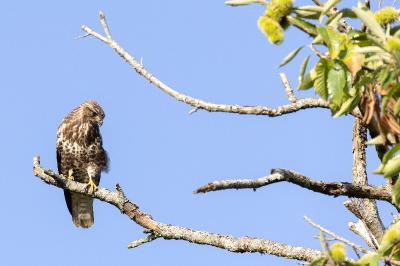 Buteo buteo