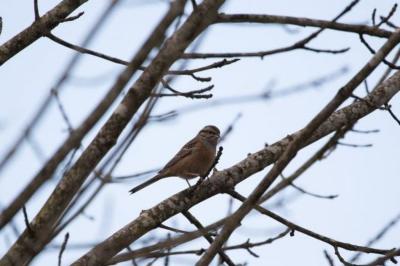 Emberiza cia