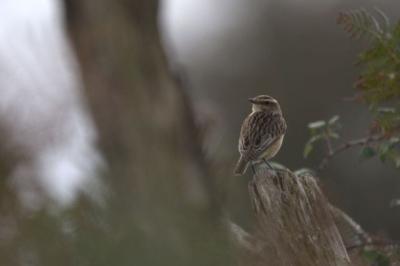 Saxicola rubetra