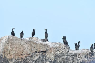 Phalacrocorax aristotelis aristotelis