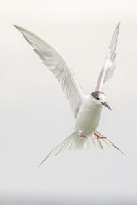 oiseaux1758090441