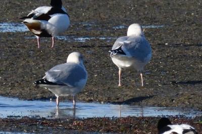 Larus argentatus