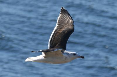 Larus marinus