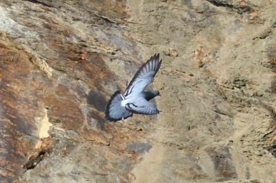 Columba livia