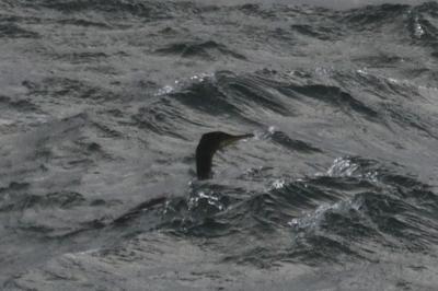 Phalacrocorax aristotelis
