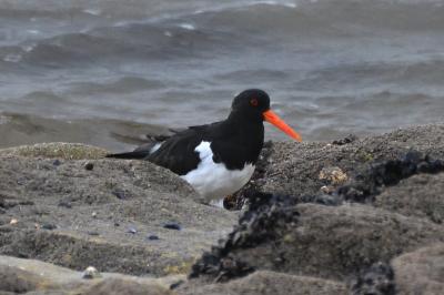 Haematopus ostralegus