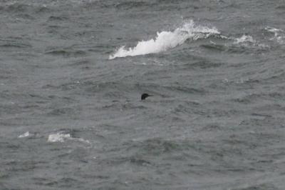 Phalacrocorax aristotelis