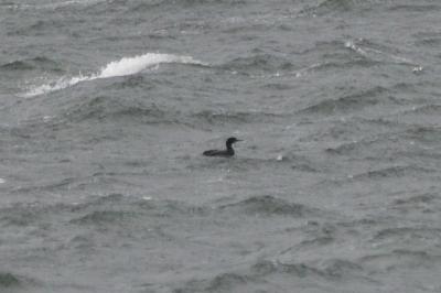 Phalacrocorax aristotelis