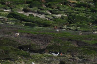 Charadrius hiaticula