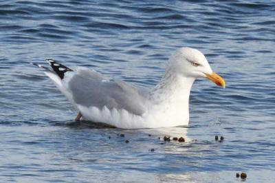 Larus argentatus
