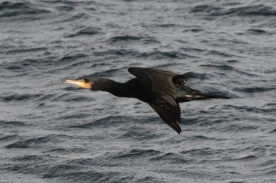 Phalacrocorax carbo