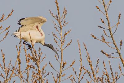 Threskiornis aethiopicus