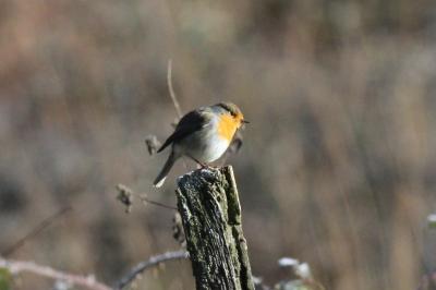 Erithacus rubecula