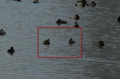 Tachybaptus ruficollis