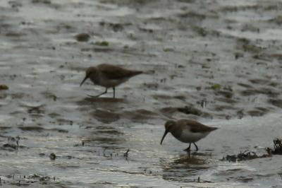 Calidris alpina