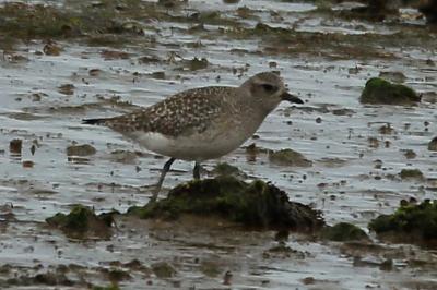 Pluvialis squatarola