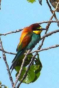 Merops apiaster