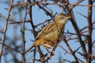 Cisticola juncidis
