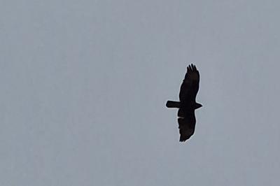Buteo buteo