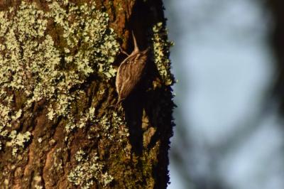 Certhia brachydactyla
