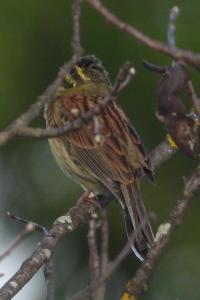 Emberiza cirlus