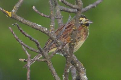 Emberiza cirlus